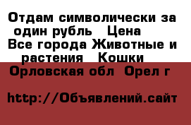 Отдам символически за один рубль › Цена ­ 1 - Все города Животные и растения » Кошки   . Орловская обл.,Орел г.